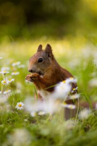 a squirrel eating a nut in a field of daisies