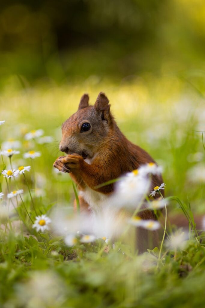 a squirrel eating a nut in a field of daisies