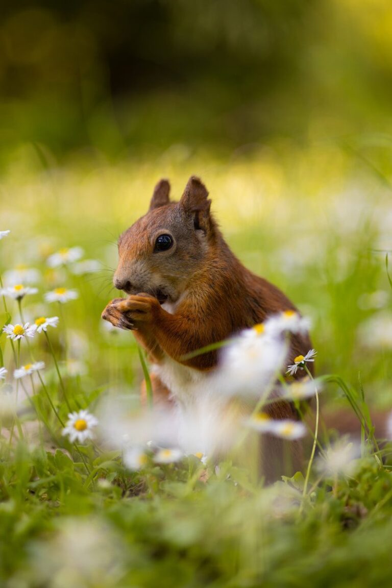 a squirrel eating a nut in a field of daisies